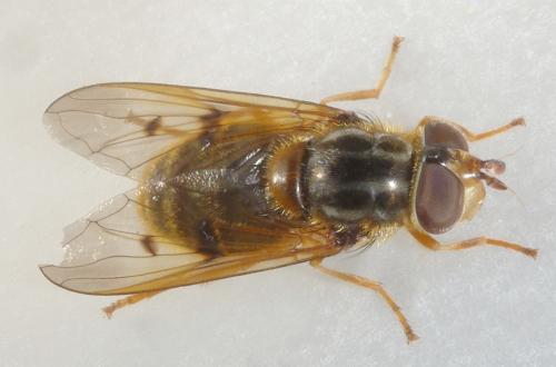 Ferdinandea ruficornis